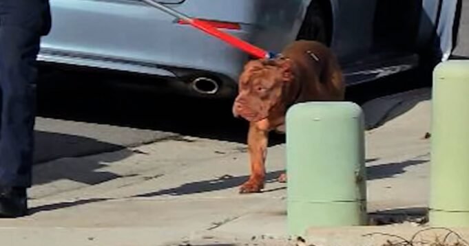 nc_pkg_knsd_fatal_dogattack_241215.00_00_04_09.Still002-b7i9tu.jpg