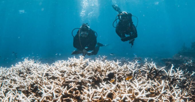 250423-bleached-coral-reef-ocean-vl-1004a-b54074.jpg
