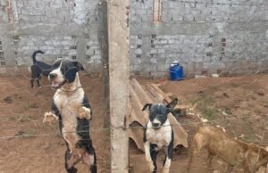 Quatro cães foram resgatados sem água e a alimentação e o tutor foram presos por abuso