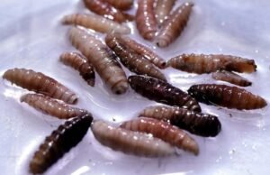 O primeiro caso humano do parasita de parafuso de alimentação de carne foi detectado nos Estados Unidos