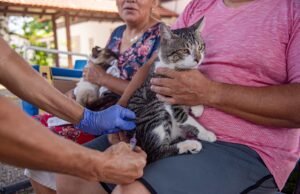 A vacina anti -rabis da BOA Vista intensifica a promoção; Visualizar locais