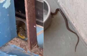 Os moradores ficaram surpresos ao ver uma cobra no quintal na costa do SP; Vídeo