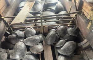 As tartarugas de 4 toneladas foram presas transportando ilegalmente AM para AM