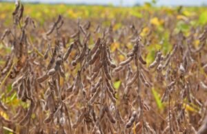 Após o CAD suspenso, o ministério diz que a soja Materoreum garantiu a Amazonia