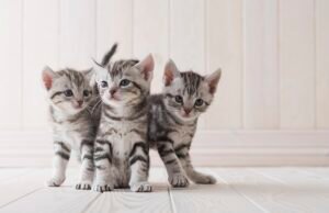 Três gatinhos de resgate estão ‘perdidos’ depois que o casal britânico saindo da Grécia