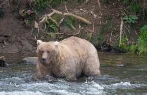 Urso maior que o urso! Grizzleys gananciosos é comemorado como Fat Beer Week, anuncia os animais mais influentes deste ano que estão se preparando para entrar na hibernação