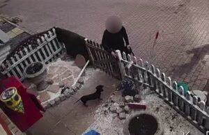 Hunting for ‘Dog Snatcher’, que invadiu a casa e encheu o filhote de Chihuahua em seu raksac