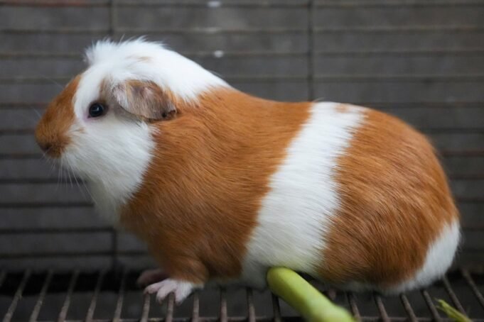 Peru_Guinea_Pig_94854.jpg