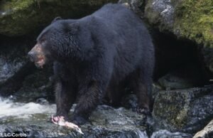 Hunter se torna uma vítima: o urso ‘morto’ disparou com as fontes de espingarda e ataca seu assassino