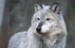 SURO DE MISTÓRIOS LOBO que libera animais mortos exibidos em aldeias da Toscana, atirou sete deles e estrangulou um em uma vingança bizarra