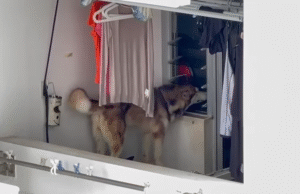 Dog confinado ao serviço da varanda em Toa Payoh Flat removido por NParks, investigações em andamento