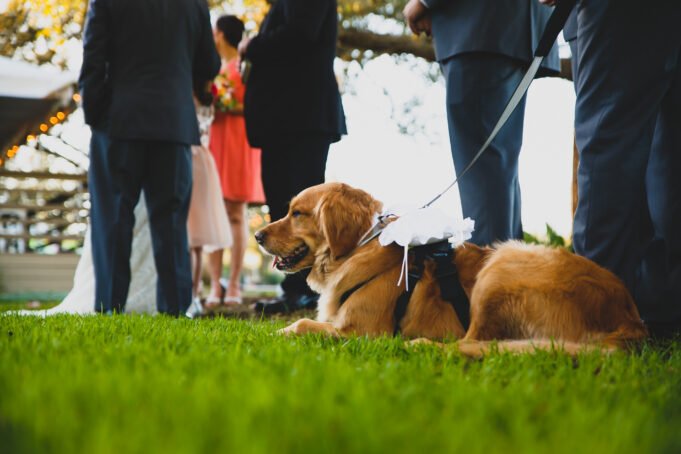 dog-wedding.jpg