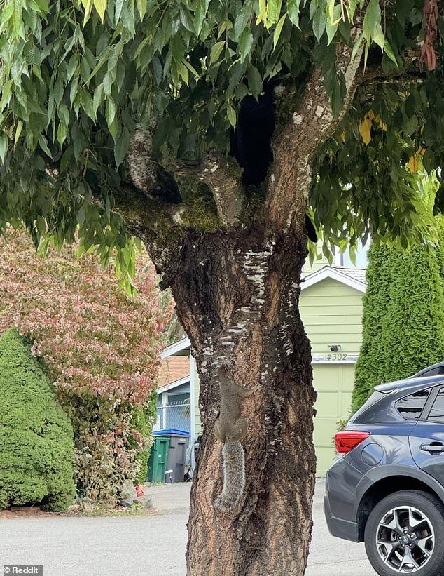 103044537-15192531-Can_you_spot_the_cat_hiding_in_this_street_scene_in_less_than_30-a-2_1761441582517.jpg
