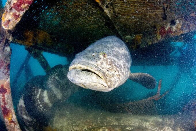 mero-peixe-em-risco-de-extincao.jpeg