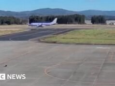 O urso interrompe o voo e caminha até a pista do aeroporto