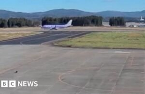 O urso interrompe o voo e caminha até a pista do aeroporto