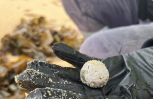 A fonte das bolas misteriosas que chegam às costas australianas foi revelada, deixando os banhistas perplexos