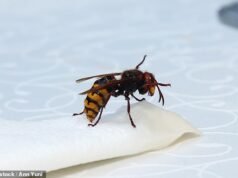 O outono chegou, pois as populações de vespas aumentaram devido às temperaturas mais altas