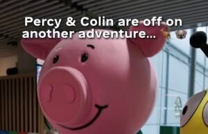 Australianos desmaiam com as manchetes de Coles: ‘Esperei por isso toda a minha vida’