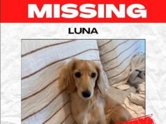 Dono de cachorro devastado contrata um detetive de animais de estimação depois que sua dachshund miniatura Luna desaparece: ‘Ela é meu bebê’