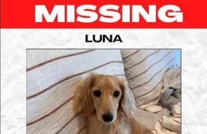 Dono de cachorro devastado contrata um detetive de animais de estimação depois que sua dachshund miniatura Luna desaparece: ‘Ela é meu bebê’