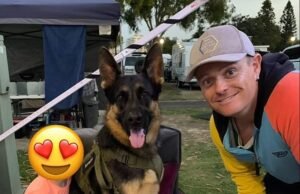 Arnie, o pastor alemão: notícia bombástica depois que o querido cachorro da família foi encontrado morto 10 dias após ser relatado como roubado – já que seu dono foi preso