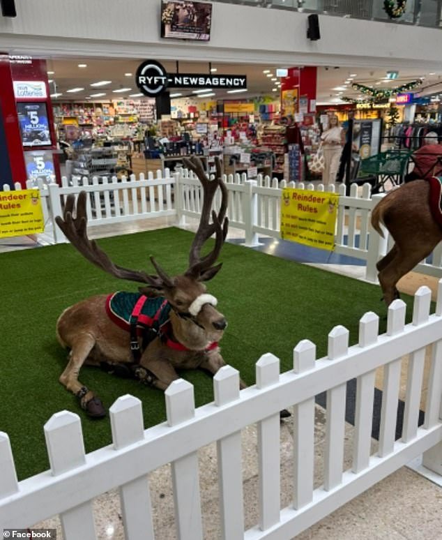 104001123-15304869-A_pair_of_reindeer_pictured_have_been_kept_at_Jesmond_Central_sh-m-22_1763547004740.jpg
