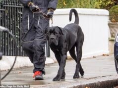 A surpreendente verdade sobre o mastim gigante que lutou contra o filho da rainha e destruiu seu Jack Russell Maud
