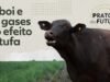 Corte menos carne bovina: conheça um sistema fabricado na Amazônia que reduz as emissões de metano