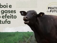 Corte menos carne bovina: conheça um sistema fabricado na Amazônia que reduz as emissões de metano