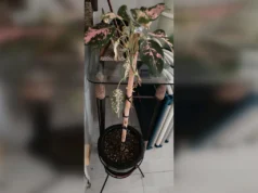 Despertar da raiz: Aglaonema pode ser multiplicado por poda