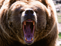 Estudante e professor canadense gravemente feridos em ataque de urso pardo