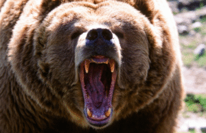 Estudante e professor canadense gravemente feridos em ataque de urso pardo