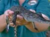 À medida que o NT expande a propriedade de crocodilos de estimação, o estilo de vida regional enlouquece