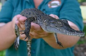 À medida que o NT expande a propriedade de crocodilos de estimação, o estilo de vida regional enlouquece