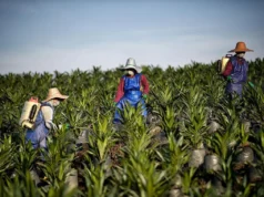 Unidade da Wilmar China considerada culpada de fraude contratual, responsável por US$ 345 milhões em danos