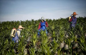 Unidade da Wilmar China considerada culpada de fraude contratual, responsável por US$ 345 milhões em danos