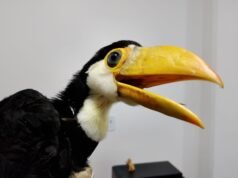 Bebê tucano resgatado da escola Bara Mansar