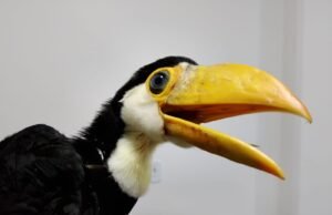 Bebê tucano resgatado da escola Bara Mansar