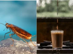 Barata alguém? Museu da China oferece café com baratas por US$ 8,20 a xícara