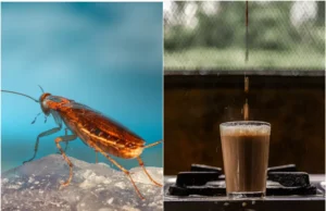 Barata alguém? Museu da China oferece café com baratas por US$ 8,20 a xícara