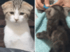 A primeira reação do gato ao novo gatinho online é de partir o coração: ‘Aquelas orelhas’