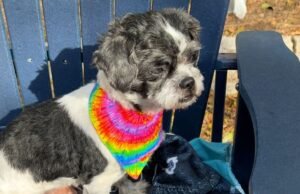 A vida na América tornou-se muito cara. Ele teve que soltar Benji.