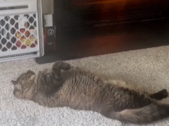 Método do gato para se manter aquecido deixa internet histérica: ‘criou um monstro’