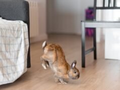 House Bunny ganha irmãos e fica histérica com a reação deles: ‘Double Stomping’