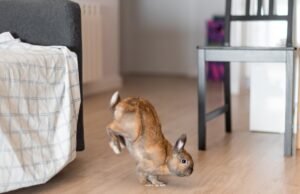 House Bunny ganha irmãos e fica histérica com a reação deles: ‘Double Stomping’