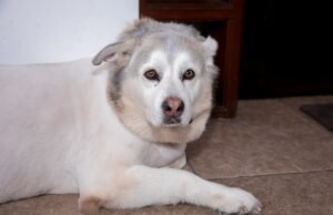 Husky sênior tentando agir como um cachorrinho partiu o coração da internet