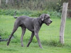 Dogues Alemães e Corgis têm filhotes, ninguém está preparado para os resultados