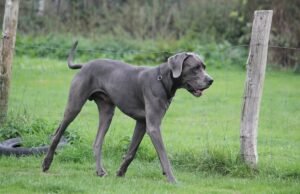 Dogues Alemães e Corgis têm filhotes, ninguém está preparado para os resultados