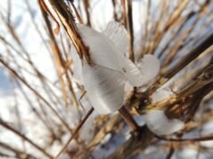 Flor da Neve: A principal onda de frio traz fenômenos mágicos que desaparecem com um toque